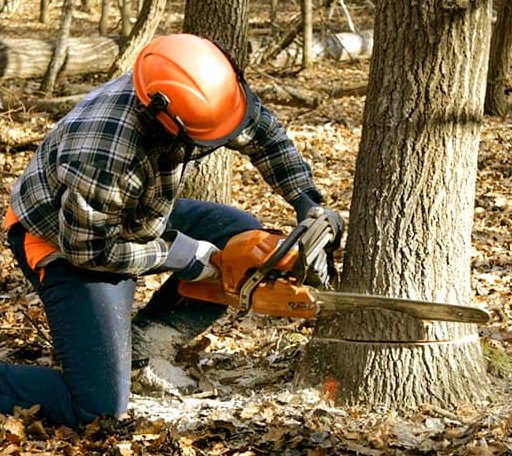 Tree Removal in Muldrow, OK